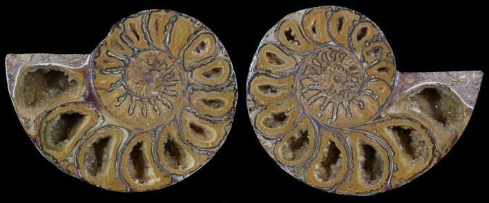 Cut & Polished, Agatized Ammonite Fossil - Jurassic #53806